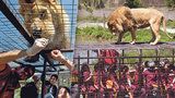 Tak trochu jiná »zoo«: Namísto zvířat jsou v kleci lidi!