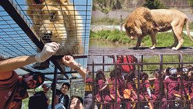 Safari v Chile: Místo zvířat jsou v klecích lidé