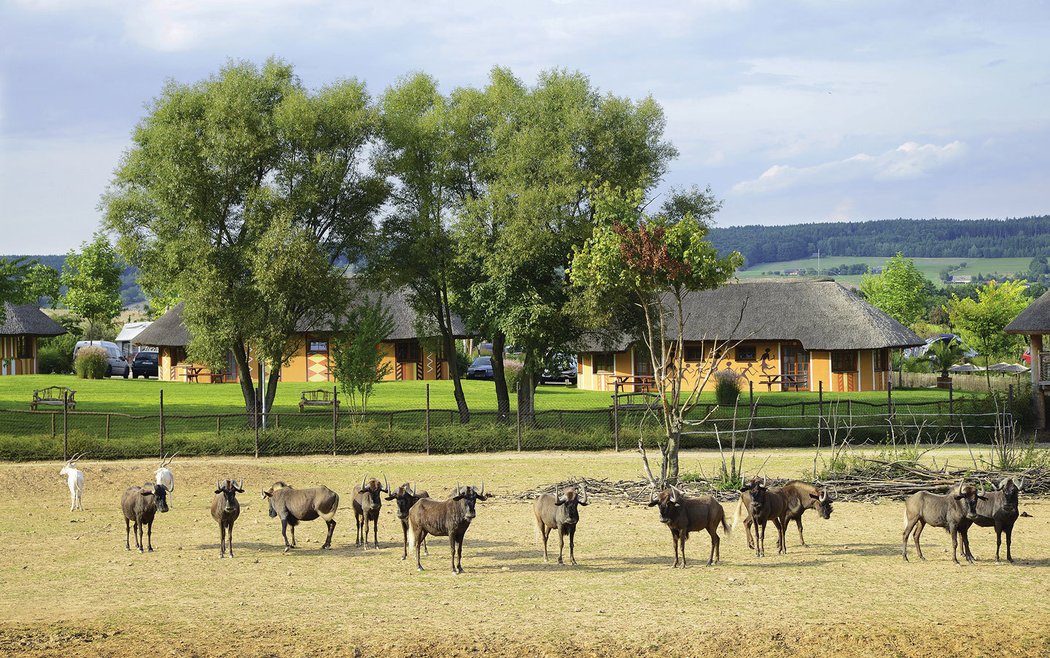 Safari kemp Dvůr Králové