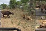 Smečka lvů ulovila buvola přímo před vyděšenými turisty
