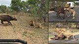 Krvelačné safari: Smečka lvů ulovila a sežrala buvola přímo před vyděšenými turisty