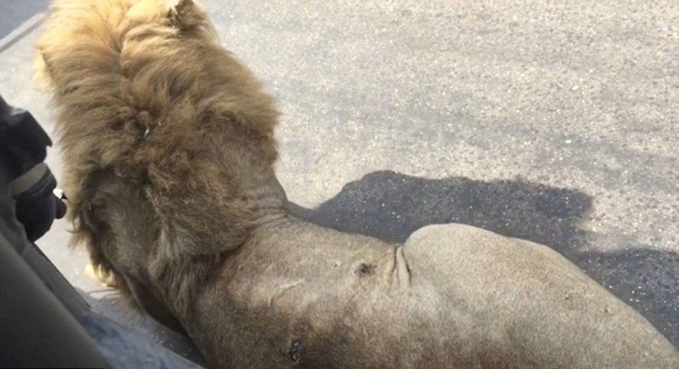 Lev si lehl vedle auta vyděšených turistů.