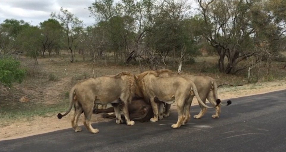 Smečků lvů uloveného buvola před turisty sežrala.
