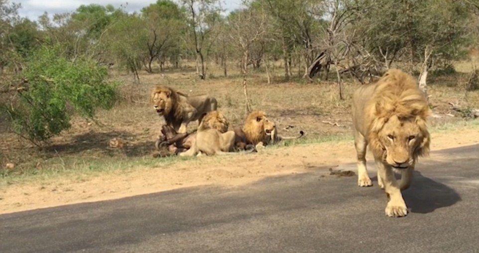 Jeden ze lvů si to namířil přímo k turistům.