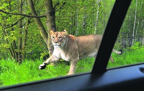 Některé lvy přítomnost auta nenechala klidnými. Pustili se do jeho pronásledování podobně jako kořisti v pravé divočině.