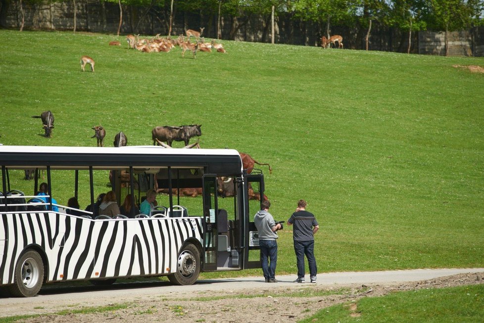 Safari park ve Dvoře Králové – další tip na výlet z lázní Velichovky.