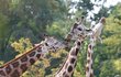 Žirafy jsou zatím třetími nejzvanějšími zvířaty v kampani.