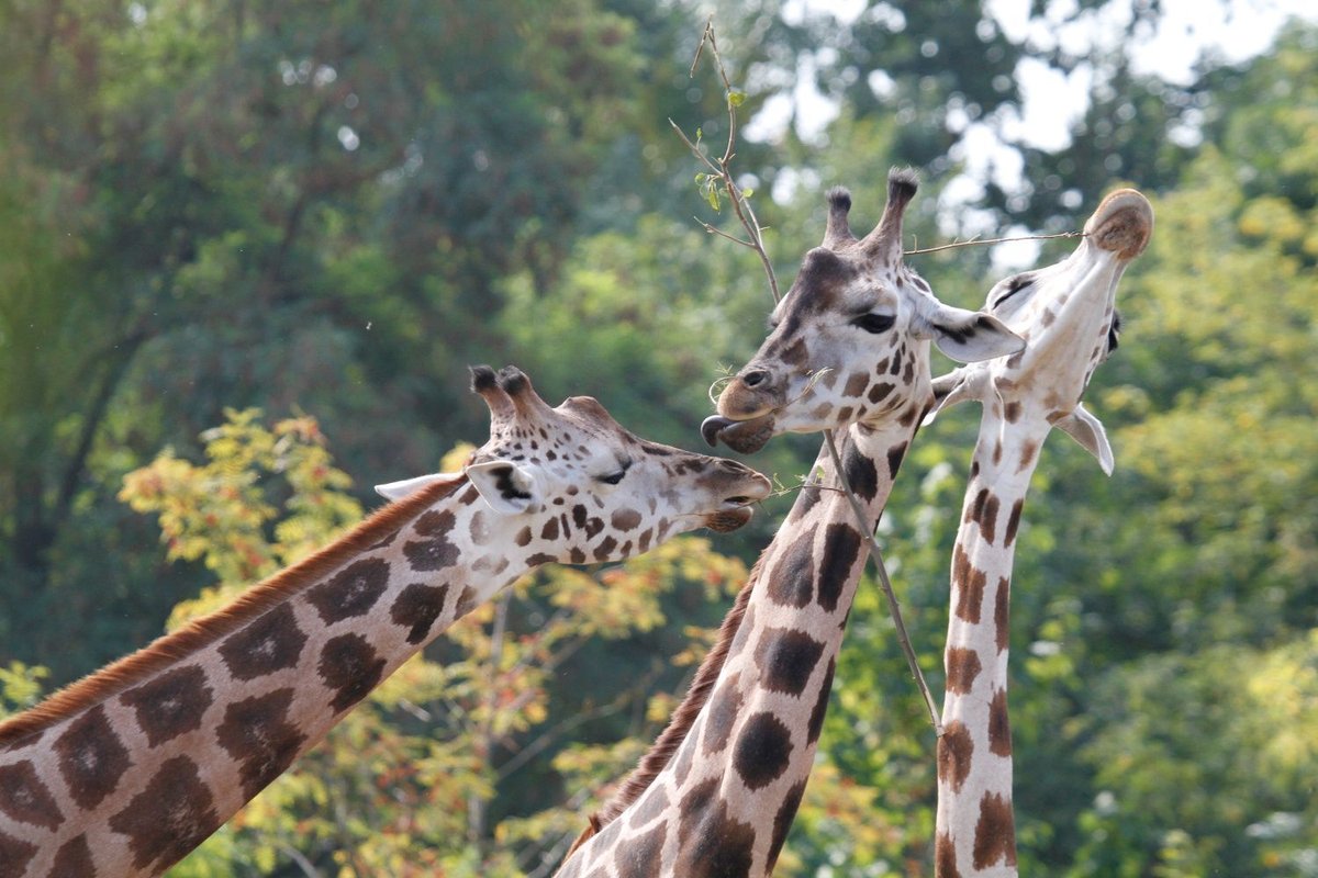 Žirafy jsou zatím třetími nejzvanějšími zvířaty v kampani.