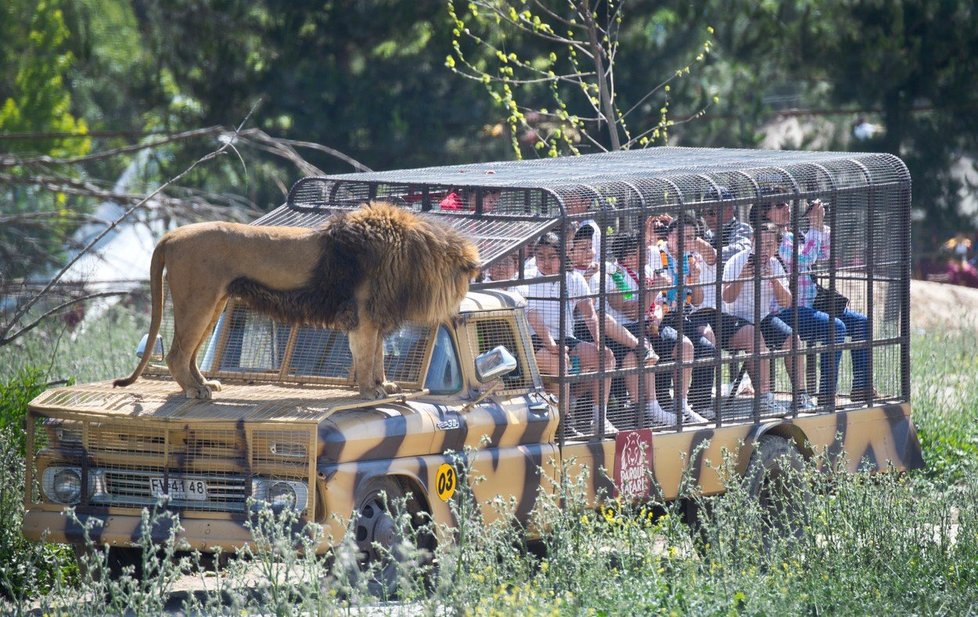 Unikátní safari v chilském Rancagua: Namísto zvířat jsou v kleci lidi!