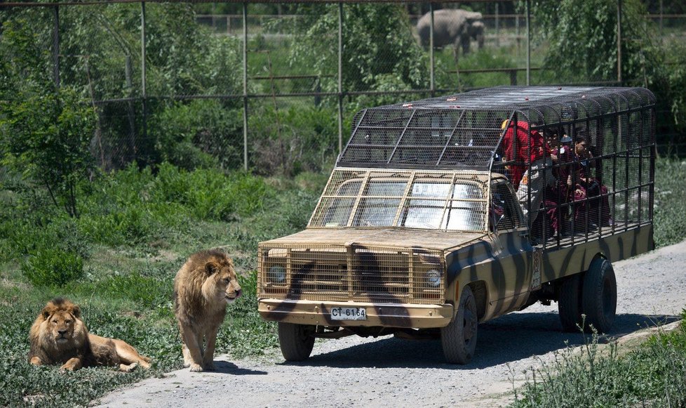 Unikátní safari v chilském Rancagua: Namísto zvířat jsou v kleci lidi!