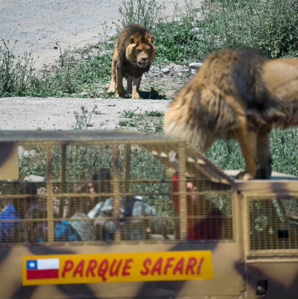 Unikátní safari v chilském Rancagua: Namísto zvířat jsou v kleci lidi!