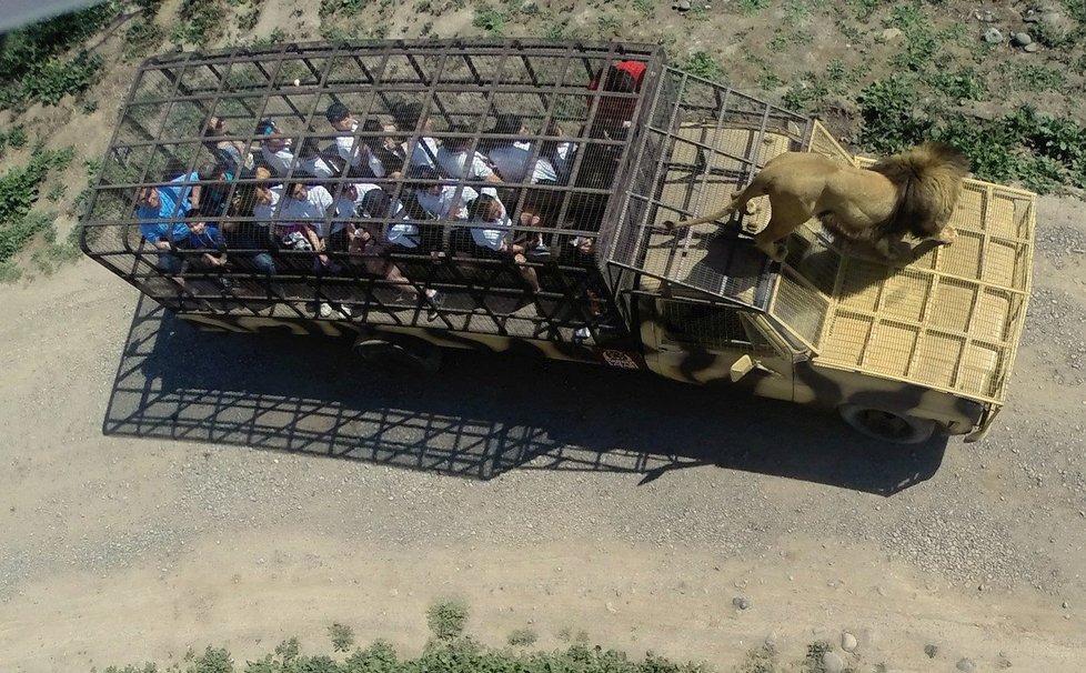 Unikátní safari v chilském Rancagua: Namísto zvířat jsou v kleci lidi!