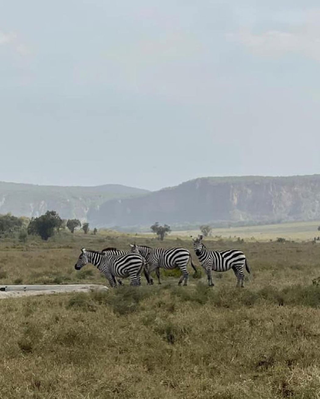 Safari rallye 2021