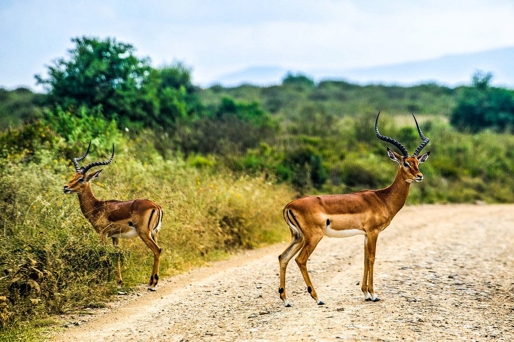 Safari rallye 2021