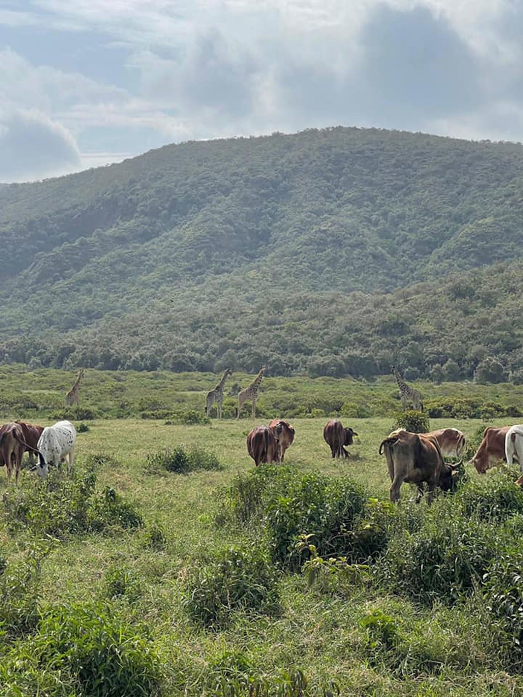 Safari rallye 2021