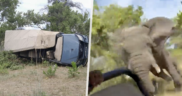 Americkou turistku zabil na safari běsnící slon: Děsivé záběry zachycují její poslední chvilky! 
