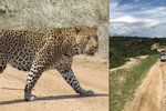 Tříletého chlapce na safari v Ugandě sežral leopard.