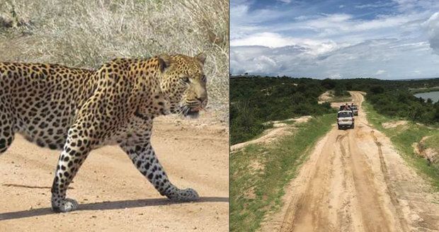 Tříletého chlapce na safari v Ugandě sežral leopard.