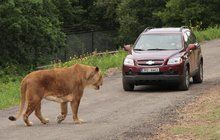 Premiéra lvího safari v Česku: Králům zvířat auta nevadí!