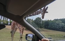 Africká idylka ve Dvoře Králové: Pozdravit přišli zvědaví žirafáci