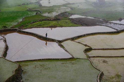 Rýžová pole v Údolí ozvěn.