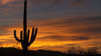 Státní symbol Arizony: Gigantické kaktusy saguaro se dožívají až 200 let a dorůstají výšky až 15 metrů