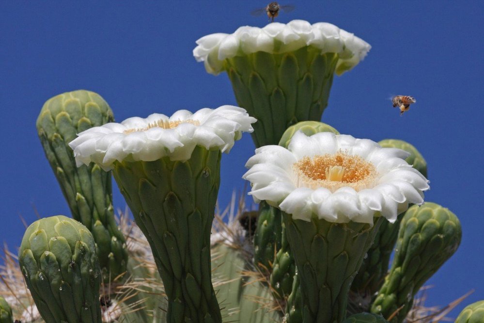 Gigantické kaktusy saguaro se dožívají až 200 let a dorůstají výšky až 15 metrů