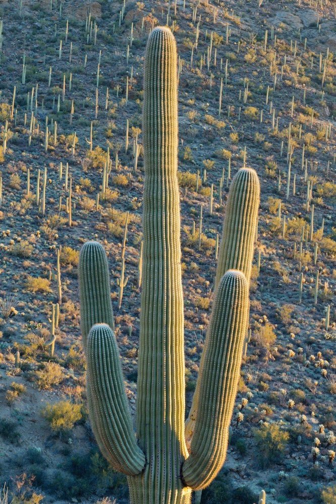 Gigantické kaktusy saguaro se dožívají až 200 let a dorůstají výšky až 15 metrů