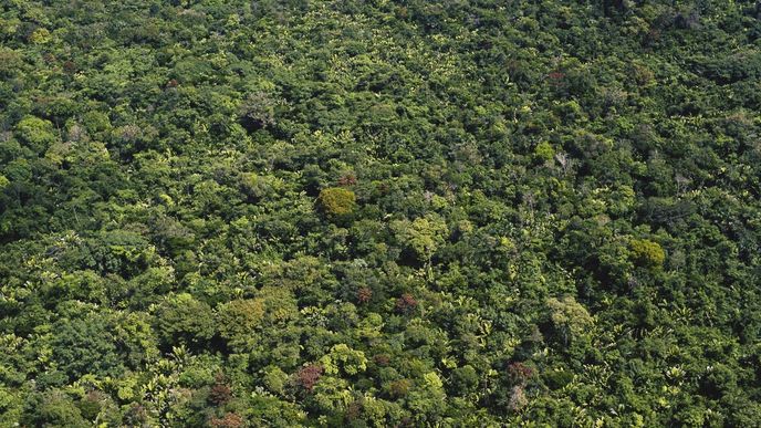 Amazonský prales se rozkládá zejména na území Brazílie, Peru a Kolumbie.