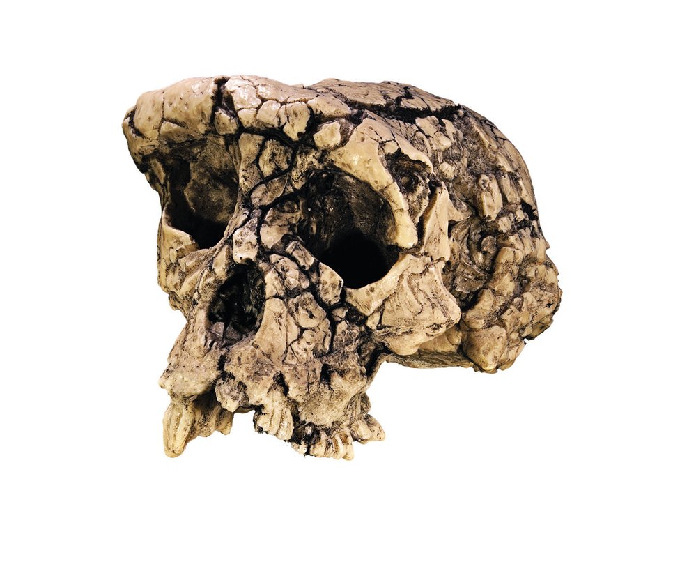 Lebka sahelantropa z Čadu, který chodil po dvou již před 7 miliony let
