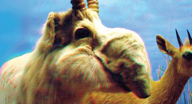 Antilopy s chobotem: Sajgy podruhé vstávají z mrtvých