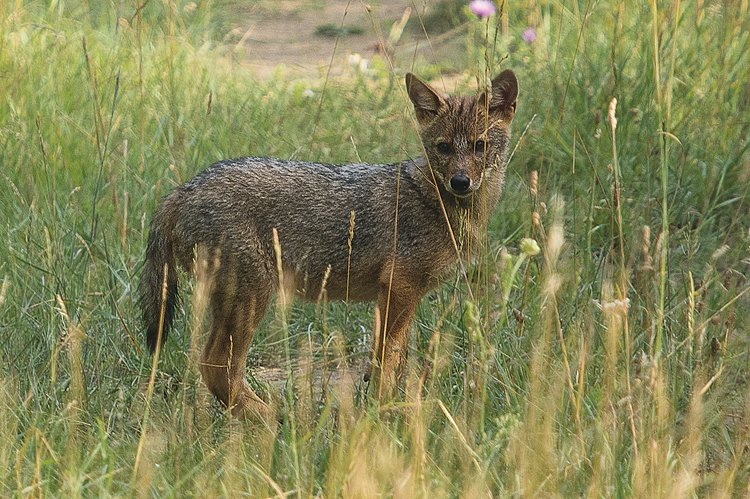 Díky oteplování se na sever stěhuje šakal obecný (Canis aureus)