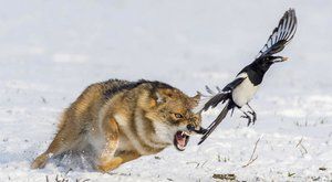 Šakal versus straka: Neúspěšný lov
