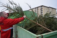 Požadavek v Brně: Vánoční stromky nařežte na menší kusy!