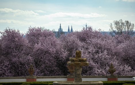 Nad růžovým mořem vykukují věže chrámu sv. Víta a Pražský hrad.