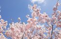 V dubnu nastává období, kdy rozkvétají nádherné stromy plné růžových květů. Jsou to sakury, kterým se říká také japonské třešně