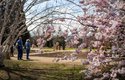 V dubnu nastává období, kdy rozkvétají nádherné stromy plné růžových květů. Jsou to sakury, kterým se říká také japonské třešně