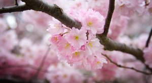 V dubnu rozkvétají do růžové: Nádherné sakury můžete i sníst