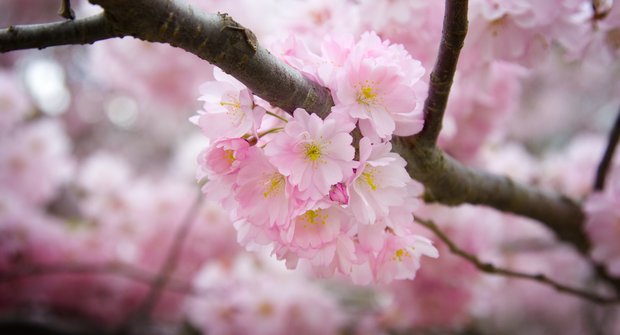 V dubnu rozkvétají do růžové: Nádherné sakury můžete i sníst