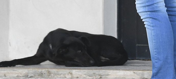 Fenka černého labradora Nala vyprovodila svého páníčka Emiliana Salu na jeho poslední cestě...