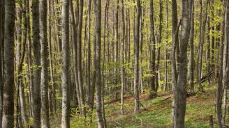 Prales Salajka: Dobře ukrytá přírodní rezervace na česko-slovenském pomezí
