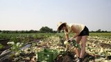 Dobrovolníci sklidili půl tuny zeleniny. Farmáři ji chtěli zaorat