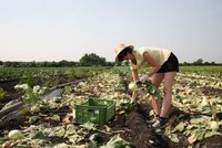 Dobrovolníci sklidili půl tuny zeleniny. Farmáři ji chtěli zaorat