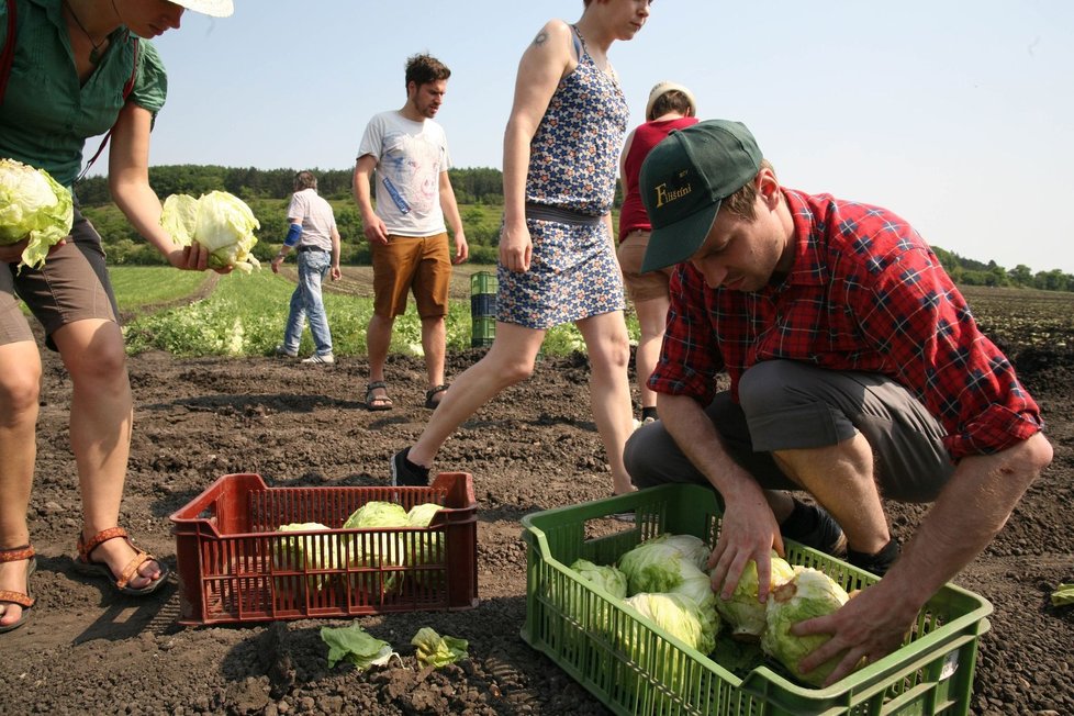 155 kilo salátu, jež se podařilo nasbírat, poputuje potřebným.