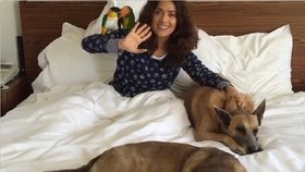 Salma Hayek má doma na 50 zvířecích miláčků.