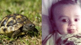 Pětiměsíční chlapeček umřel na salmonelu: Chytl jí od želvy, myslí si koroner