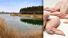 Horší jak salmonela? Tahle bakterie zkazí léto tisícům Čechů, je v mase i rybnících.