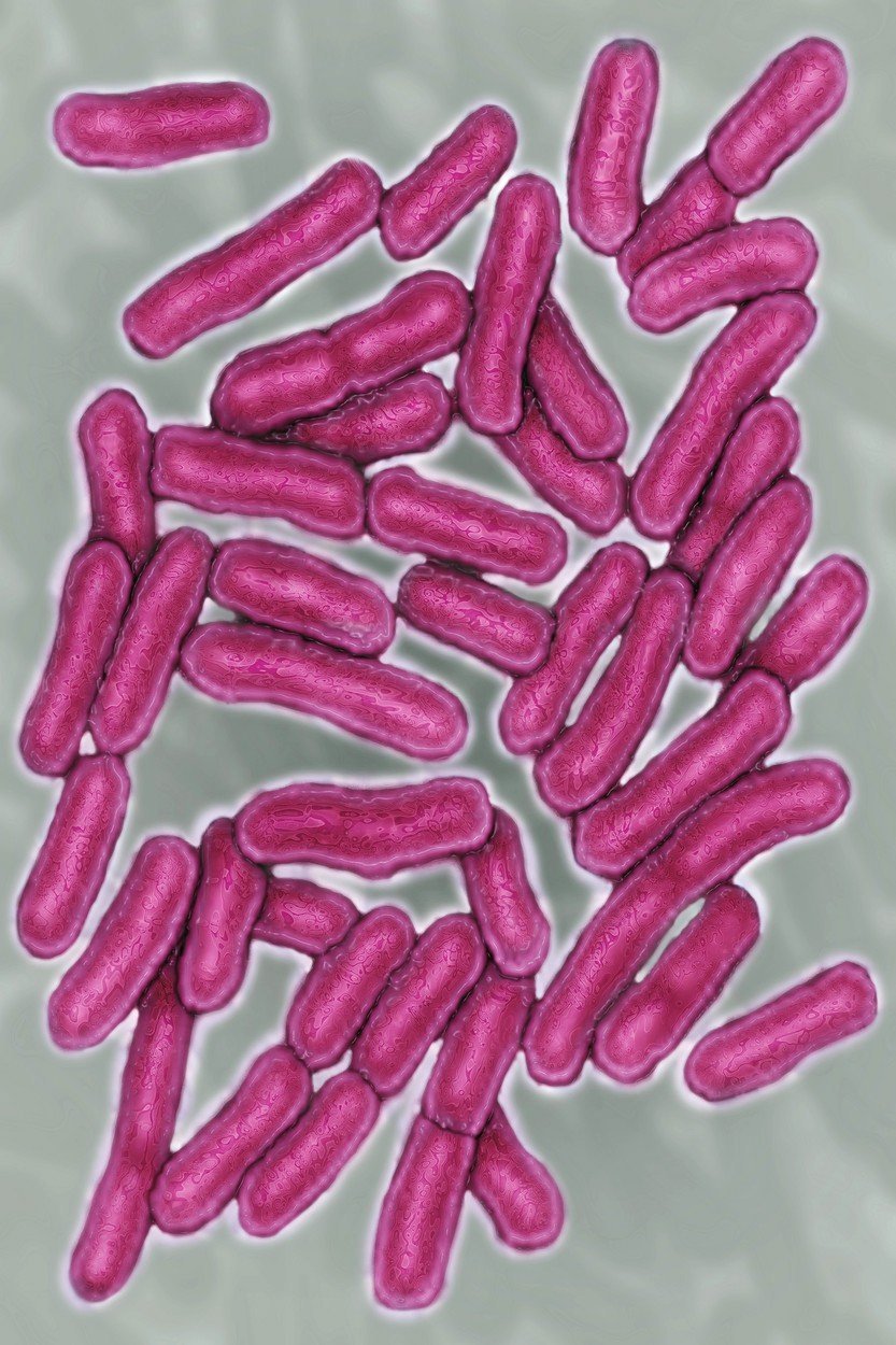 Bakterie salmonelózy (ilustrační foto)