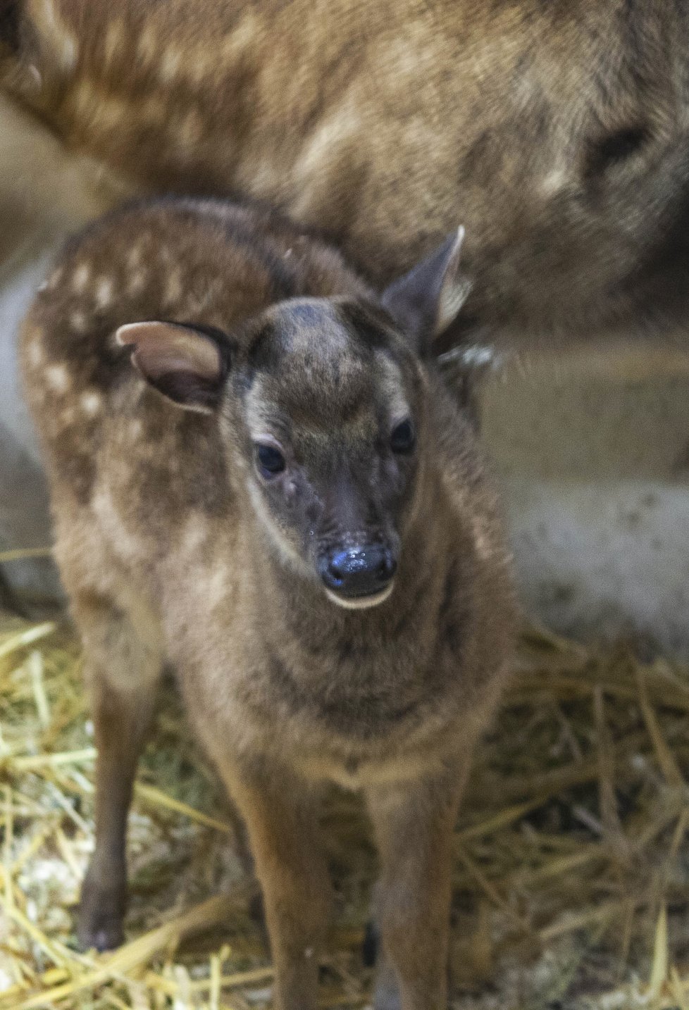 Zoologické zahrady v Česku odhadují, že ztráty kvůli koronaviru budou v jednotkách až deset milionů korun (ilustrační foto)