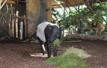 Nový pár tapírů v ústecké zoo: Láska v ohrožení!